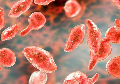 Mycoplasma Hominis Naa