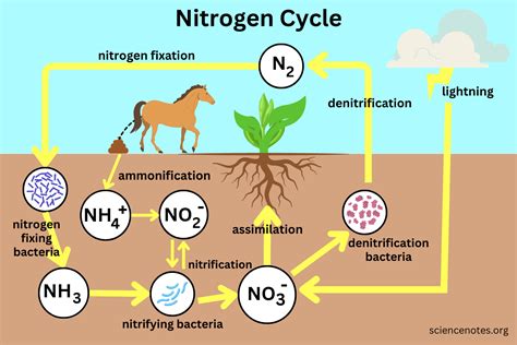 N Cycle