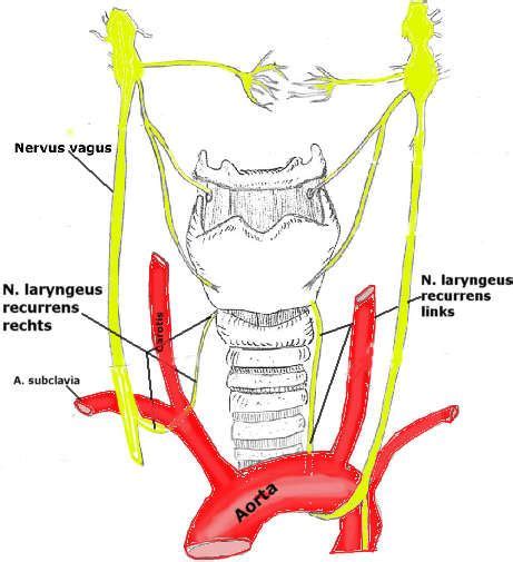 N Recurrens Laryngeus