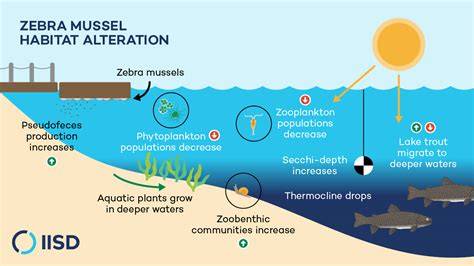 Native Ecosystem Of Zebra Mussels