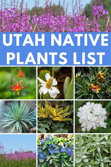 Native To Utah Plants