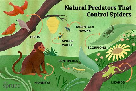 Natural Predators Of Monkeys