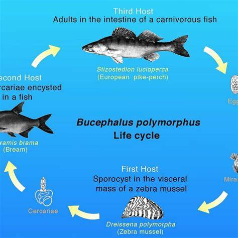 Natural Predators Of Zebra Mussels