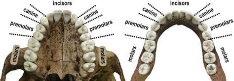 Neighbors Of Premolars