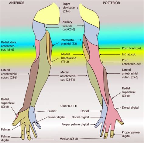 Nerves Of The Arm