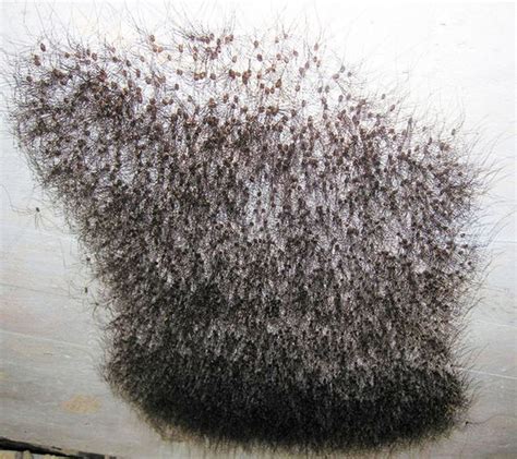 Nest Of Daddy Long Legs