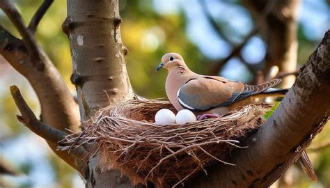 Nest Of Dove