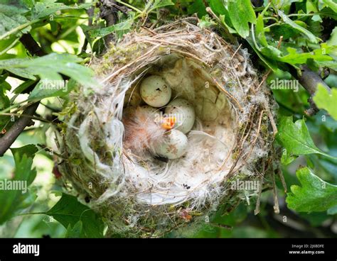 Nest Of Goldfinch