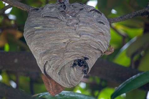 Nest Of Hornets