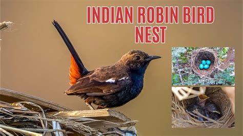 Nest Of Indian Robin