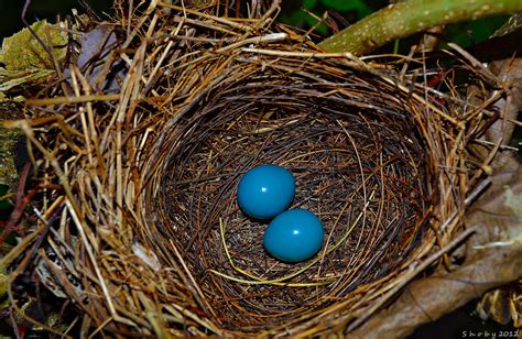 Nest Of Jungle Babbler
