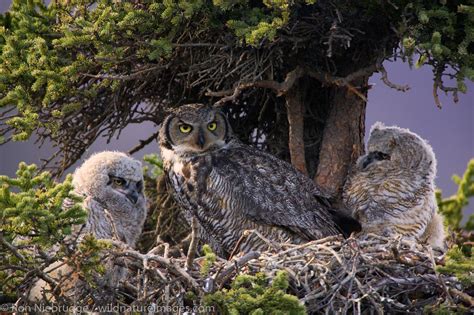 Nest Of Owl