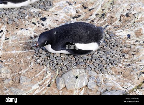 Nest Of Penguin