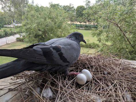 Nest Of Pigeon