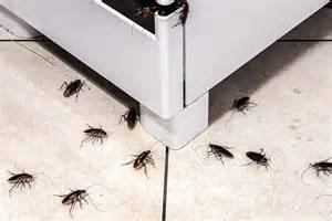 Nest Of Roaches
