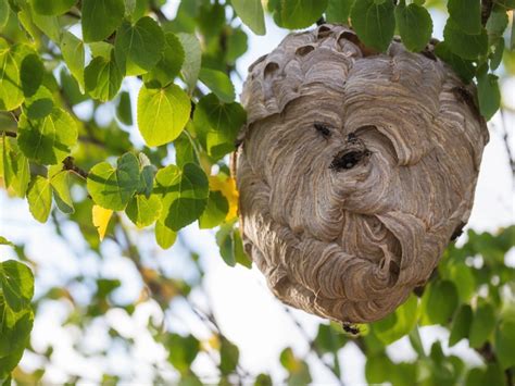 Nest Of Wasp