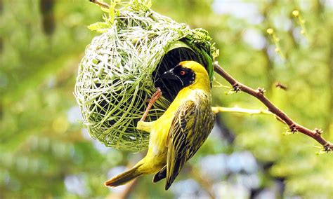 Nest Of Weaver Bird