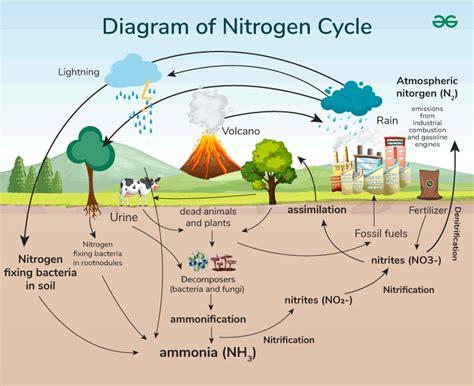 Nitrogen Cycle Diagram