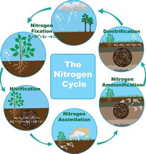 Nitrogen Cycle Process
