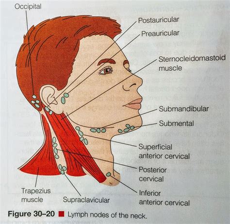Nodes In Neck Location