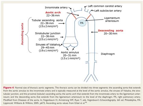 Normal Aortic Root Diameter