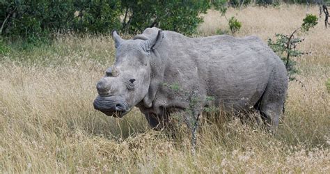 Northern White Rhino Are They Endangered