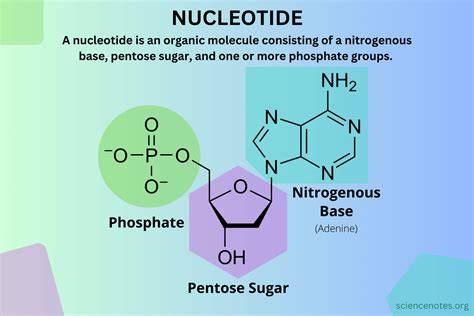 Nucleotide Structure
