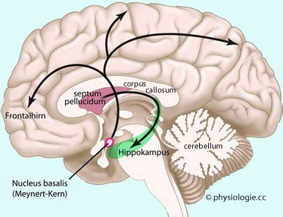 Nucleus Basalis Van Meynert