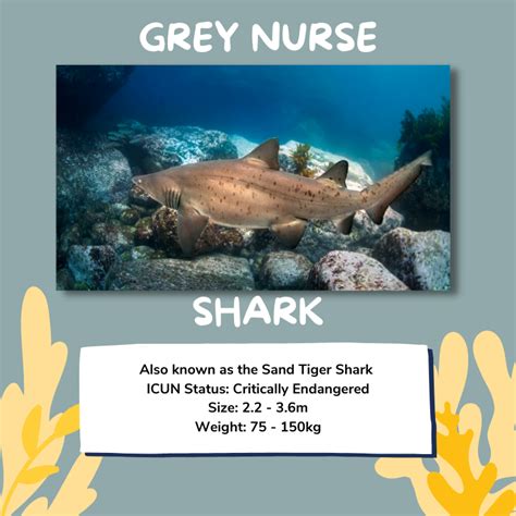 Nurse Shark Are They Endangered