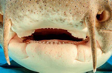Nurse Shark Do They Bite