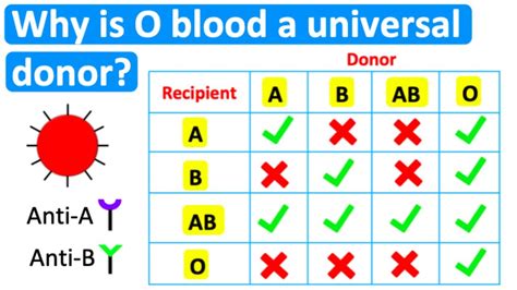 O+ Universal Donor