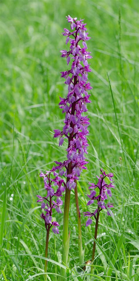 Orchis Mascula L Chemistry And Chemical Structure
