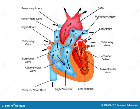 Order Of Blood Flow Through The Heart