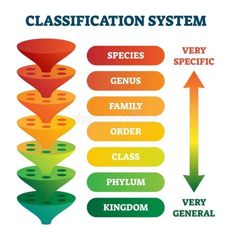 Order Of Classification