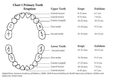 Order Of Eruption Of Primary Teeth