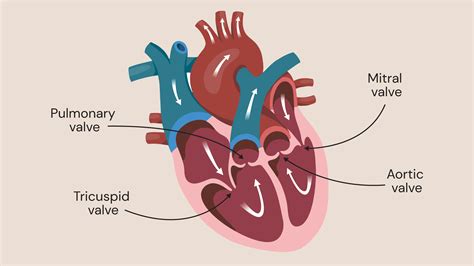 Order Of Valves In The Heart
