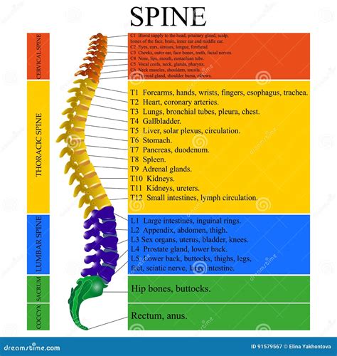 Order Of Vertebrae