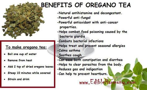Oregano Herb Tea Benefits
