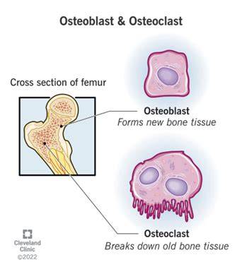 Osteoclasts Vs Osteoblasts
