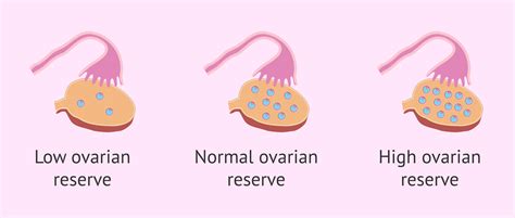 Ovarian Reserve Testing