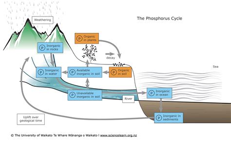 P Cycle Diagram