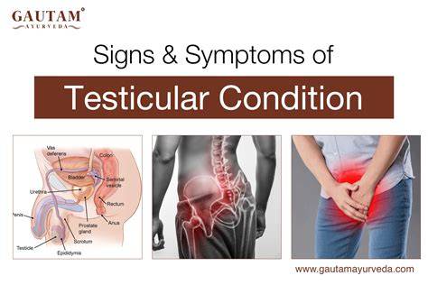 Pain In Lower Abdomen Testicles