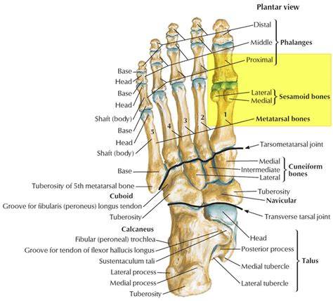 Pain On The Toes Joints