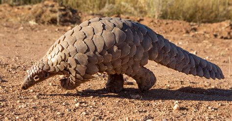 Pangolin Are They Related To Armadillos