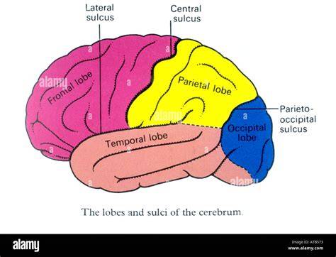 Parieto Occipital Sulcus