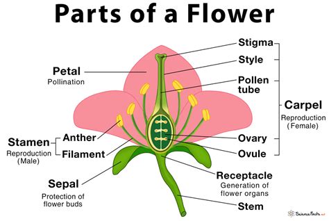 Parts Of A Flower