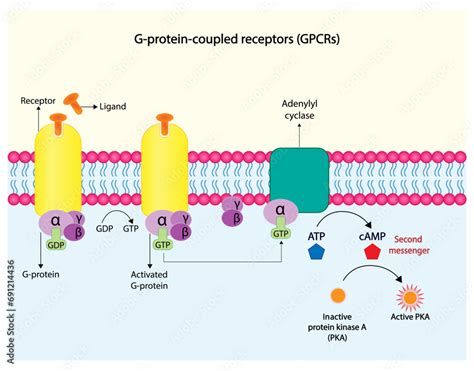 Parts Of A Gprotein