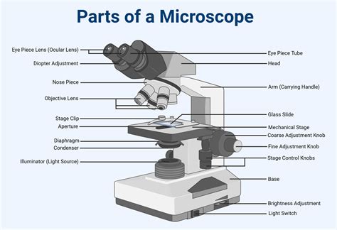 Parts Of A Microscope