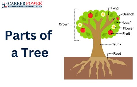 Parts Of A Tree