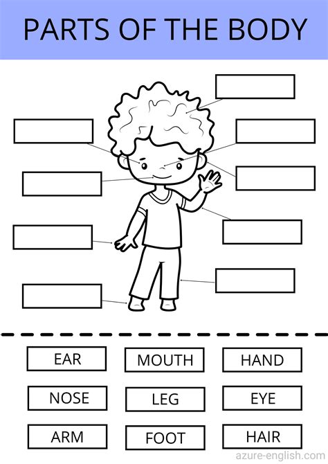 Parts Of Body Worksheet